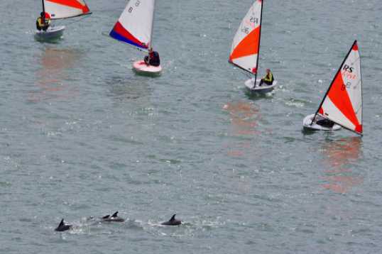 26 June 2021 - 11-08-09
There was never a chance that the dinghies would beat their finned competitors.
---------------
Dolphin invasion of the river Dart, Dartmouth
